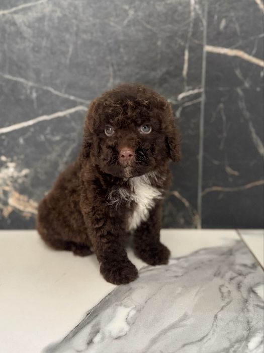 Шоколадний хлопчик мальтіпу. Ми в Луцьку