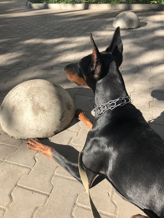 Продам добермана