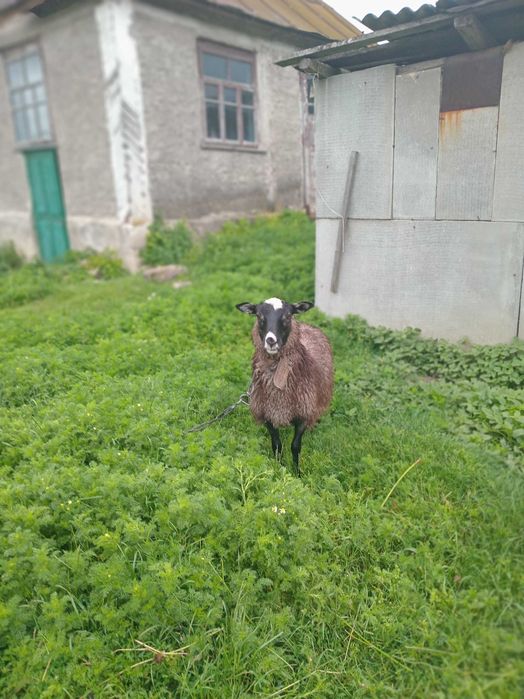 Бараниця і баранята