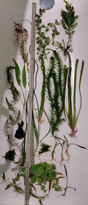 Папороті,анубіаси,рослини