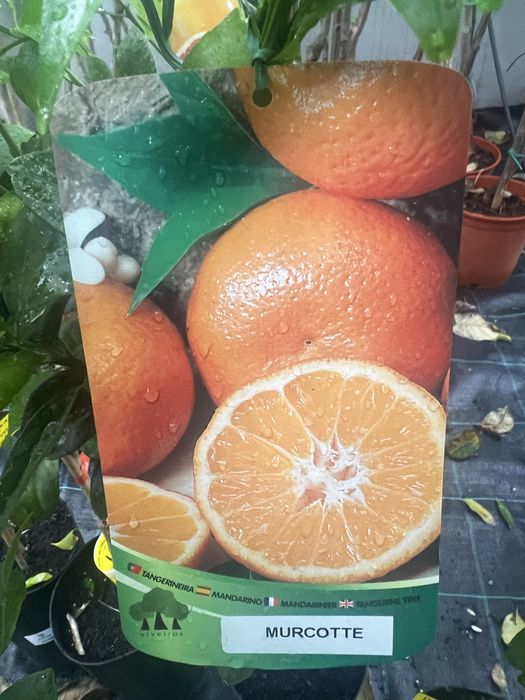 Várias variedade de citrinos