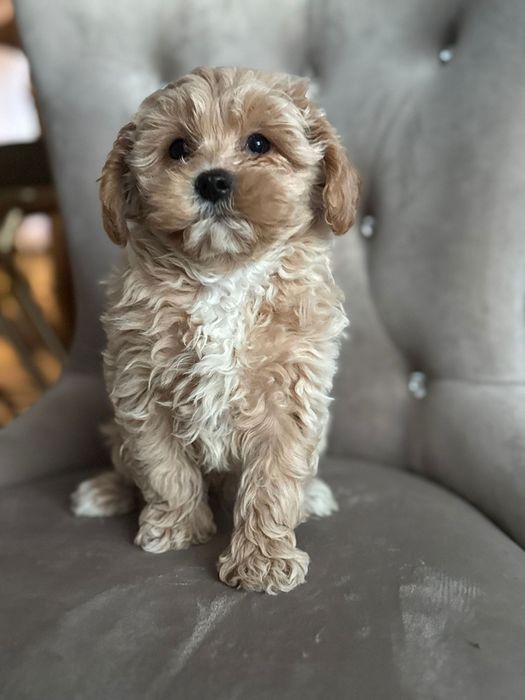 Maltipoo, maltańczyk pudel toy, piesek