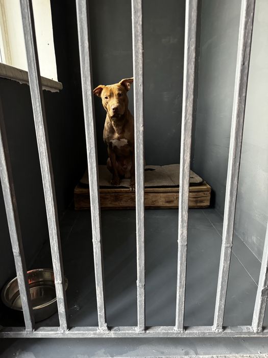 Передержка собак , передержка с дрессировкой , детский сад .