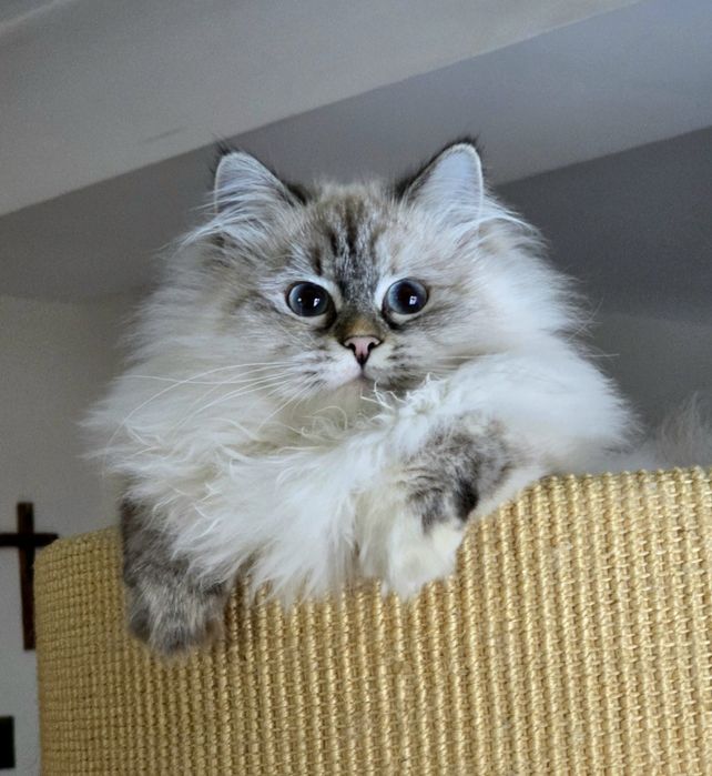 Koteczka syberyjska, neva masquerade