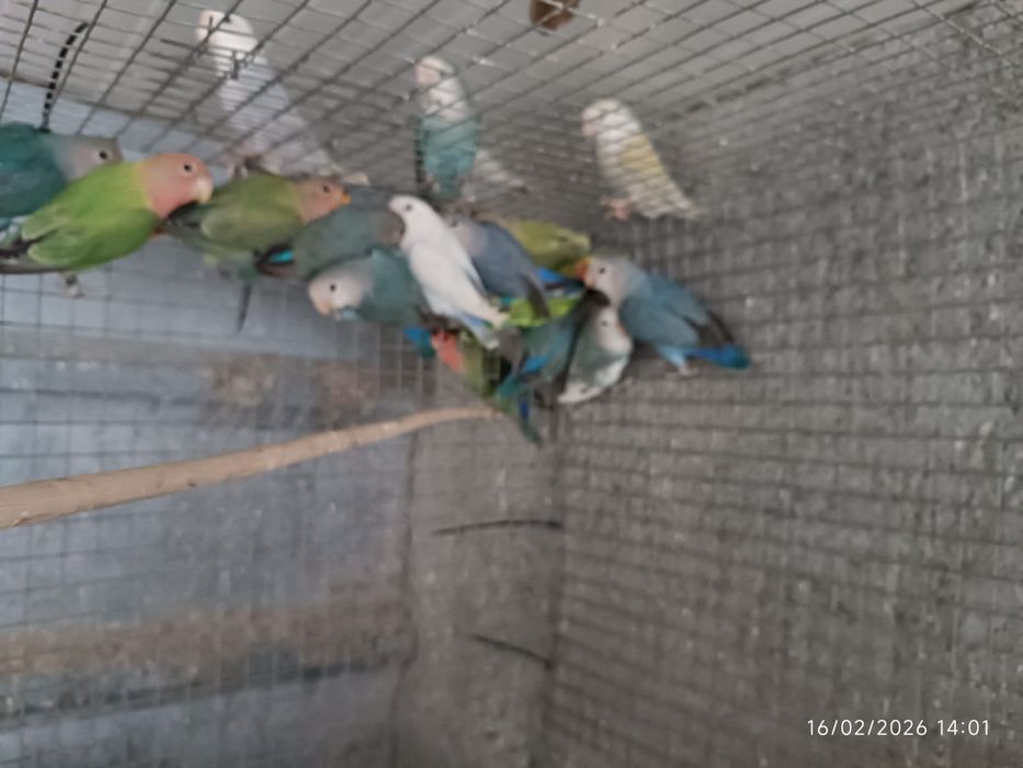 Aves Agapórnis roseicollis