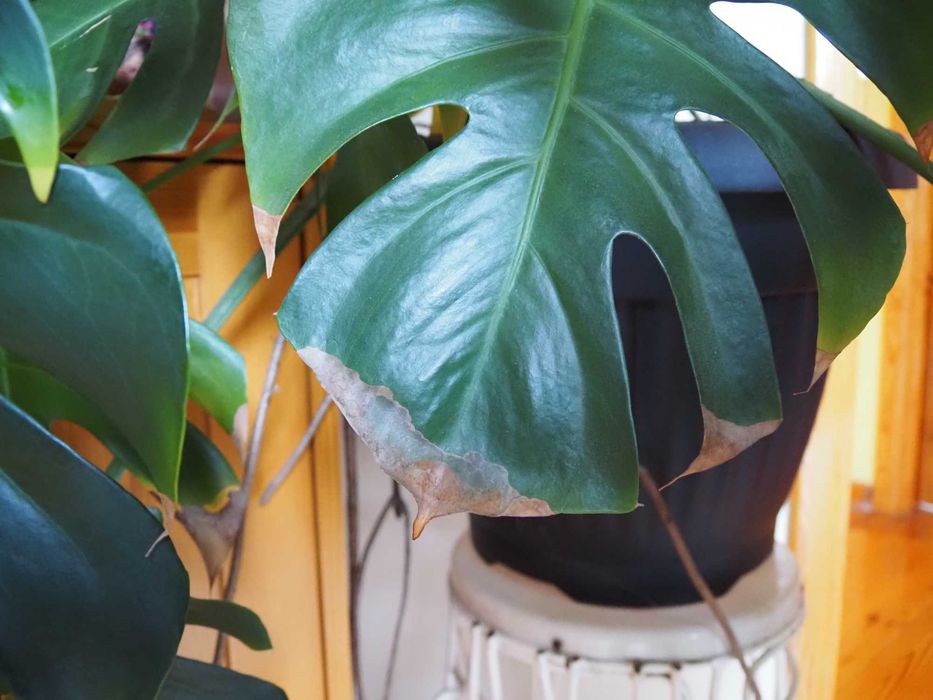 Duża Piękna Monstera 140cm – Donica i Palik GRATIS