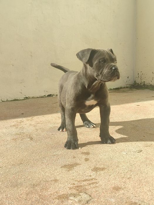 Cane Corso com lop e afixo