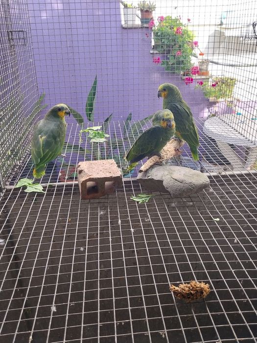 Amazona Amazónica