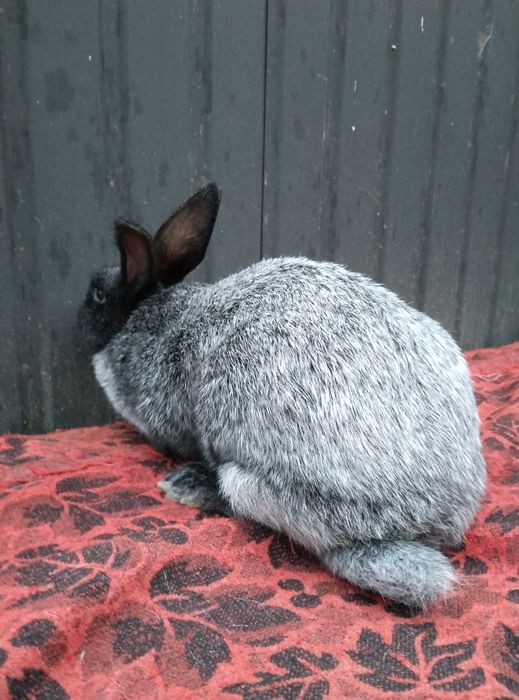 Кролі ПС кроленята