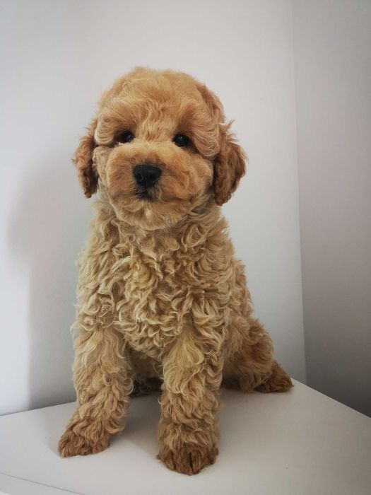 Pudel miniaturowy płowy ZKwP (FCI)