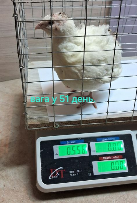 Інкубаційне  яйце  перепілок  Техас та Селадон. Перепілки Целадон.