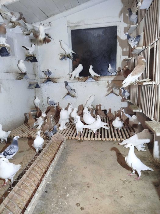 Gołębie Garłacze Pomorskie Kariery Rzeszowskie Niemiecki Wystawowy