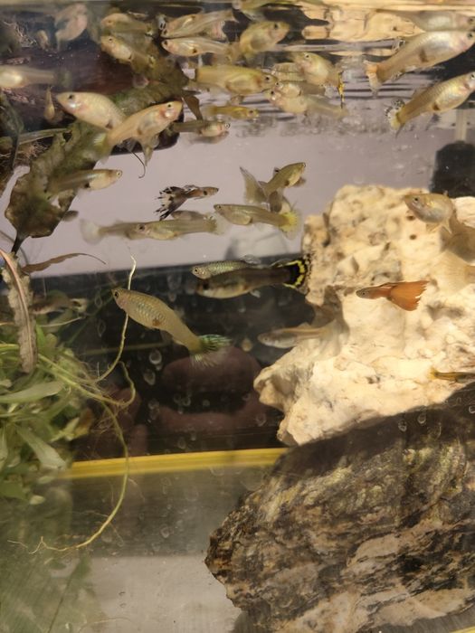 Zamienię gupiki mix