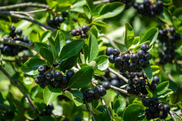 Świeża aronia ekologiczna