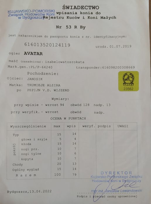 Kucyk szetlandzki ogier z LICENCJĄ