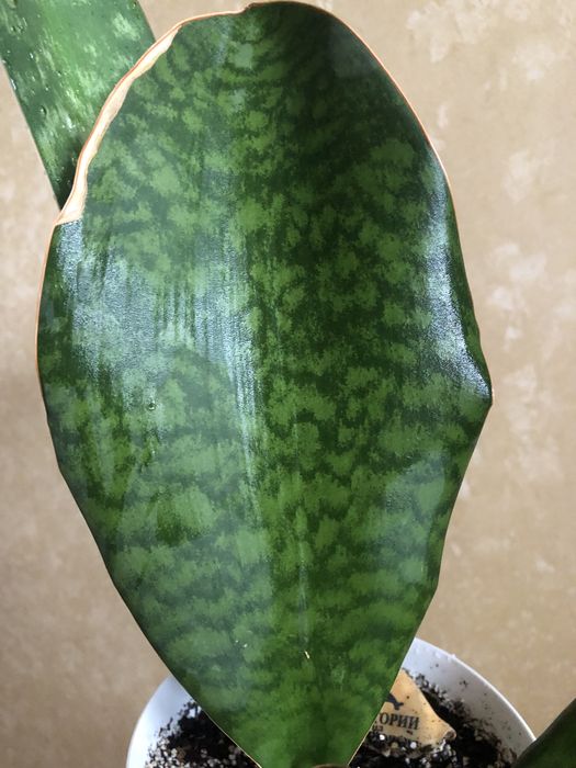 Сансевієрія Масоніана Конго