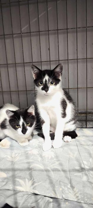 Śliczne kocurki szukają domów/Poznań