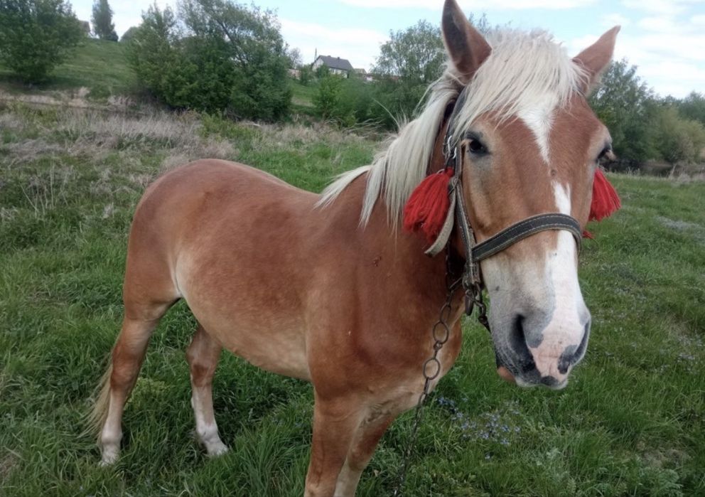 Продам 2 коня срочно!!!