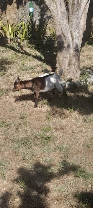 Vendo cabrito anao