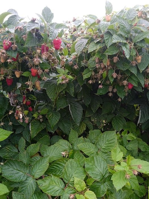 Продам Саджанці малини ремонтатного сорту