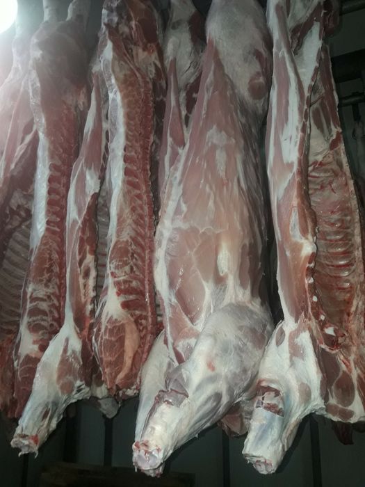 Продам мясо яловичини та свинини, конина, баранина