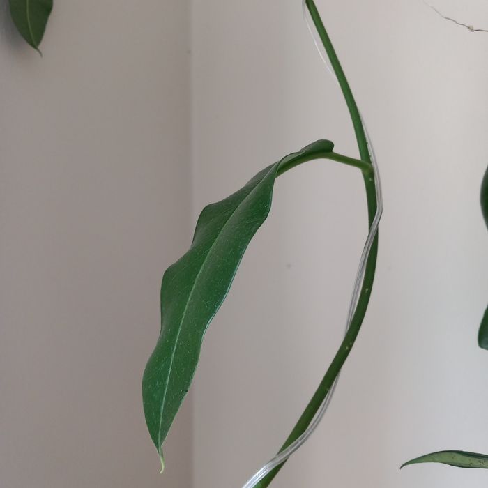 Hoja Imperialis Mosaic 1 liść