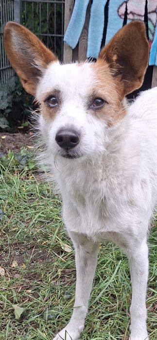 Bąbelek, piesek w typie rasy Jack Russell Terrier szuka domku! Chojna ...