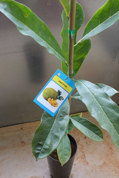 Jack Fruit Plant / Jaca Arvore