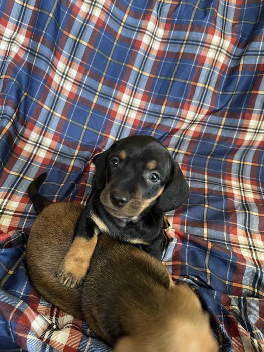 цуценя такси, стандартний, хлопчик