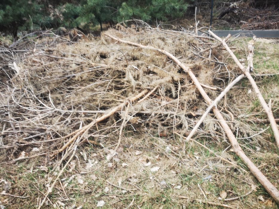 Oddam drewno po budowie i wycince