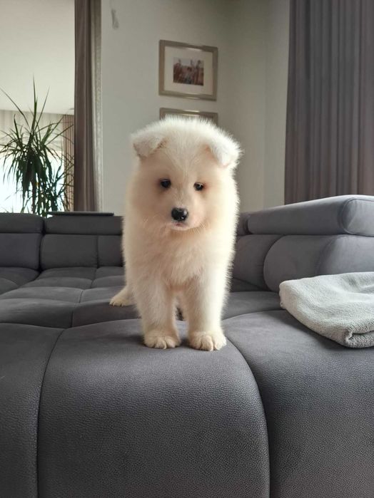 Piękny piesek rasy Samoyed