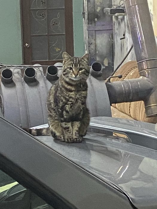 Потерялся кот кабачок