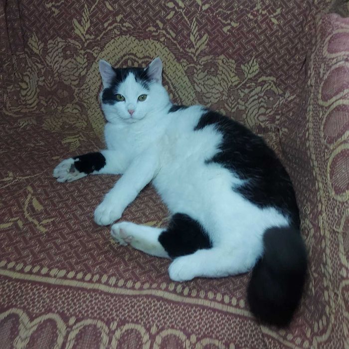 Кошеня в хороші руки безкоштовно