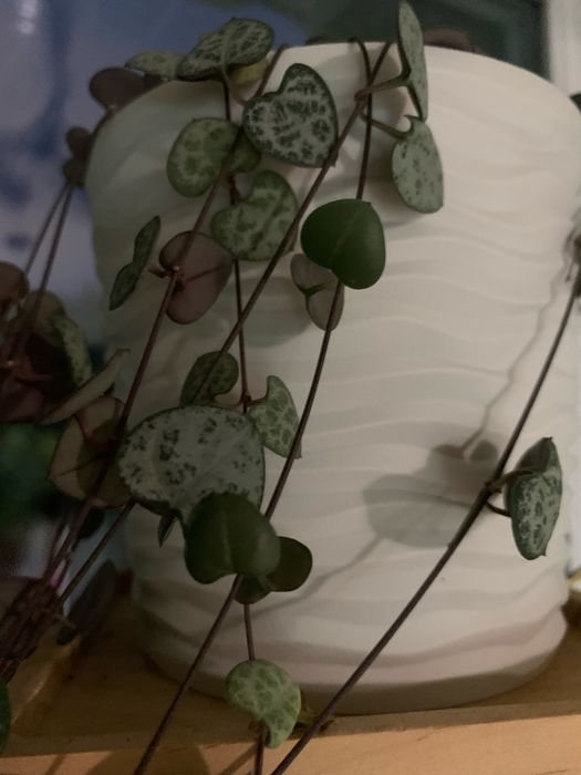 Ампельна Церопегія Вуда