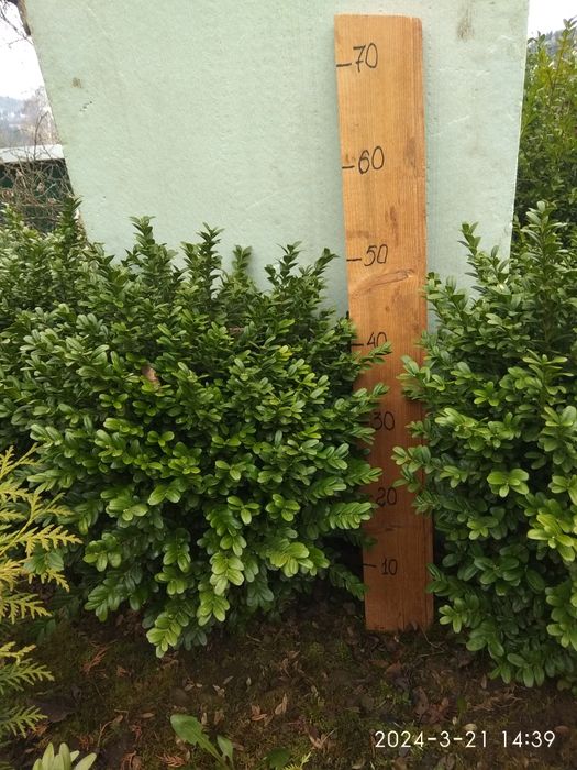 Самшит формований, туя колоновидна.