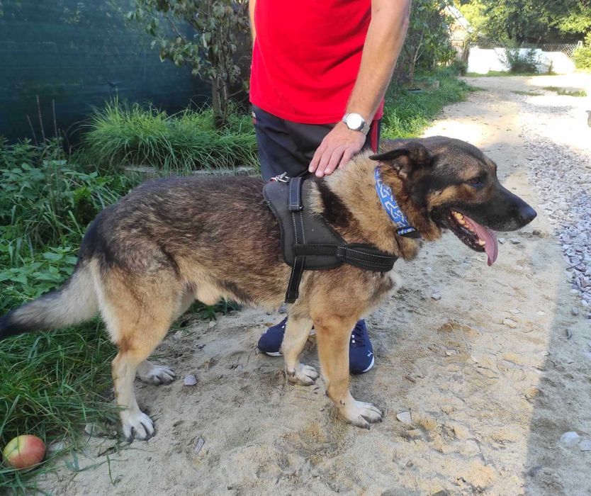 Dostojny pies w typie owczarka szuka domu