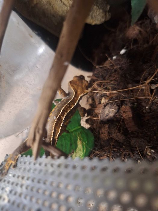 Gekon orzęsiony młode