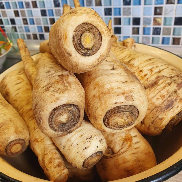 Пастернак корінь