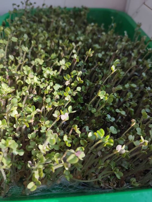 Горох, крес салат та ін.для дітей