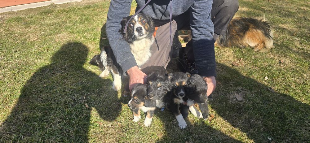 Oddam pieski w dobre ręce.