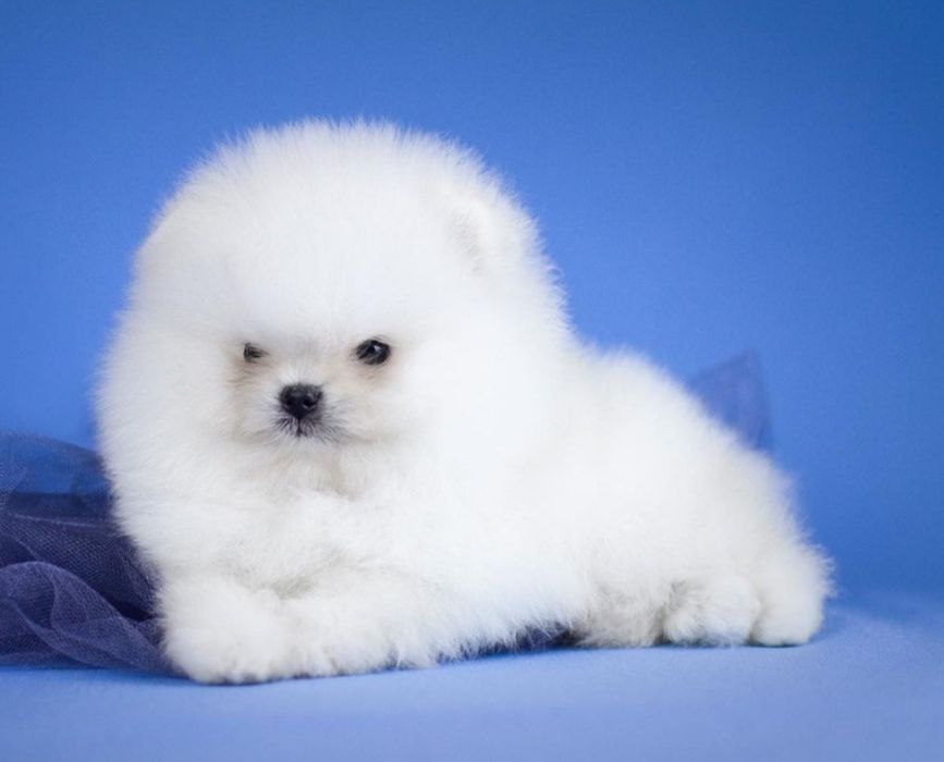 Крутыши супер мишки