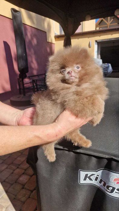 Szpic liliowy  piesek