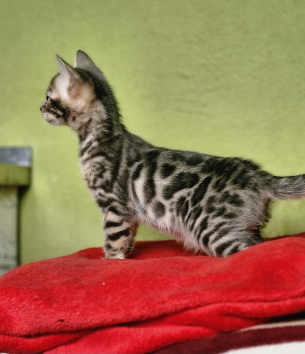 Бенгальская кошка