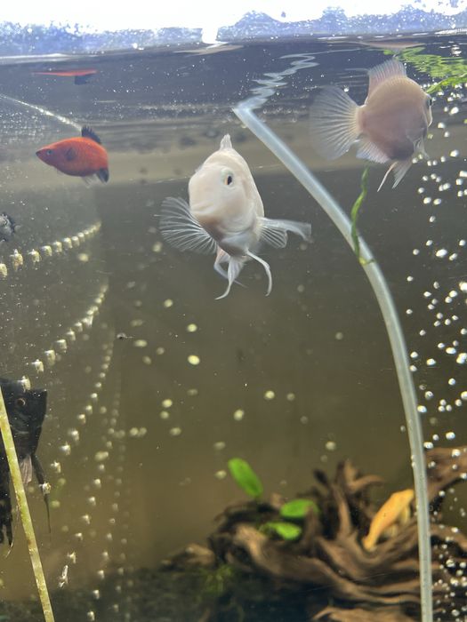 Рыбы попугаи белые