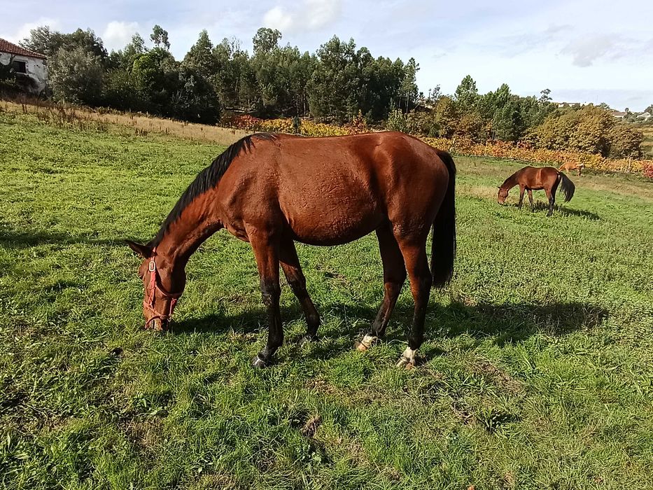 Cavalo Puro Sangue Lusitano