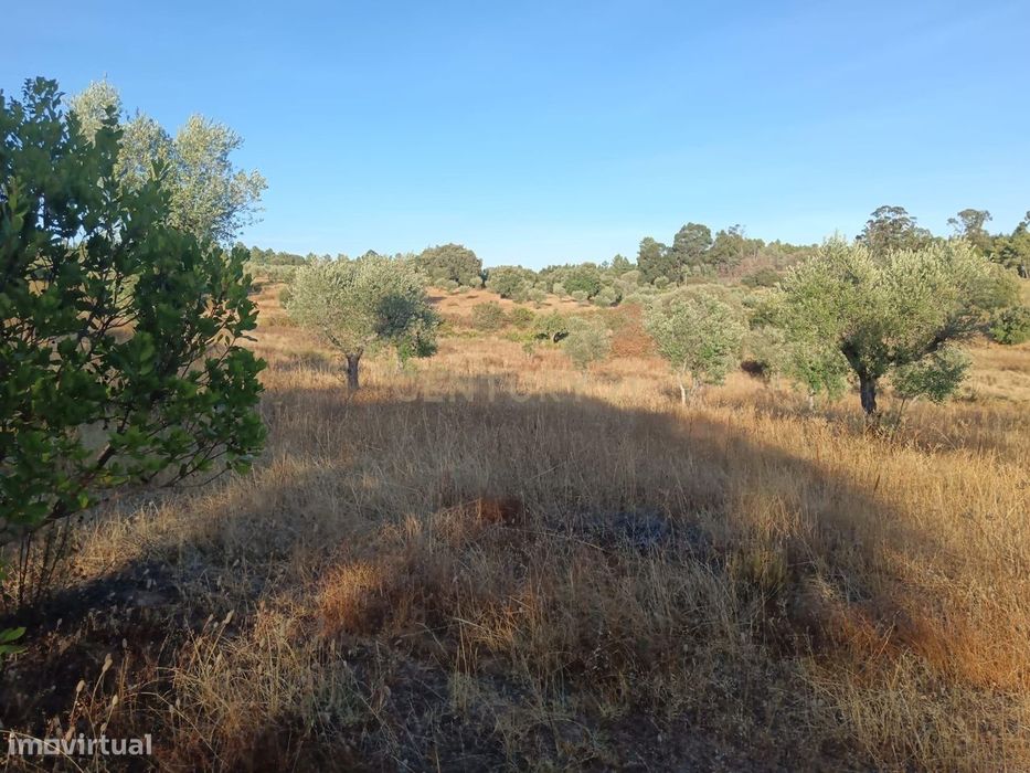 Terreno rústico 7ha Palvarinho, Castelo Branco