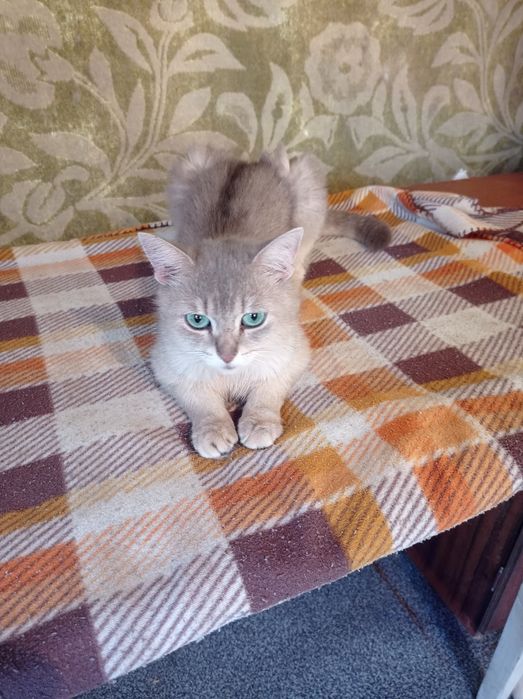 Срочно продам классных британцев