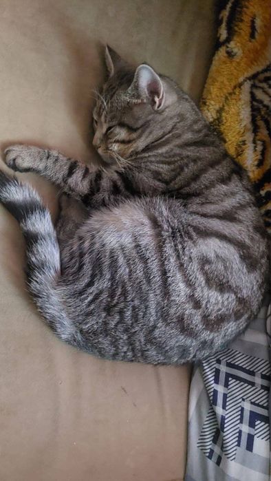 отдам котика в добрые руки