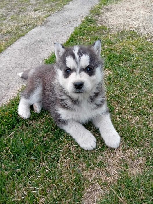 Szczeniak suczka husky z rodowodem