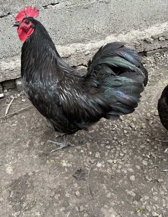 Kogut australorp